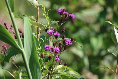 Vernonia noveboracensis, photographed by er-birds
