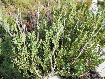 Osyris speciosa, photographed by linkie
