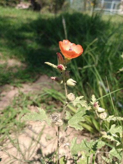 Sphaeralcea cordobensis, photographed by florsoteras