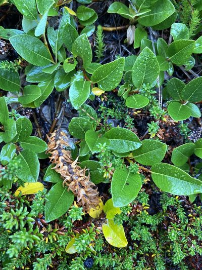 Salix arctophila, photographed by Ida B D Jacobsen