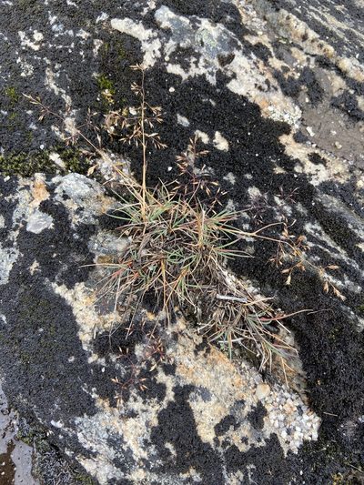Agrostis mertensii, photographed by Ida B D Jacobsen