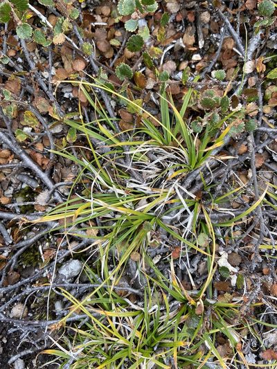 Carex deflexa, photographed by Ida B D Jacobsen