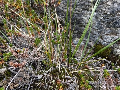 Anthoxanthum monticola