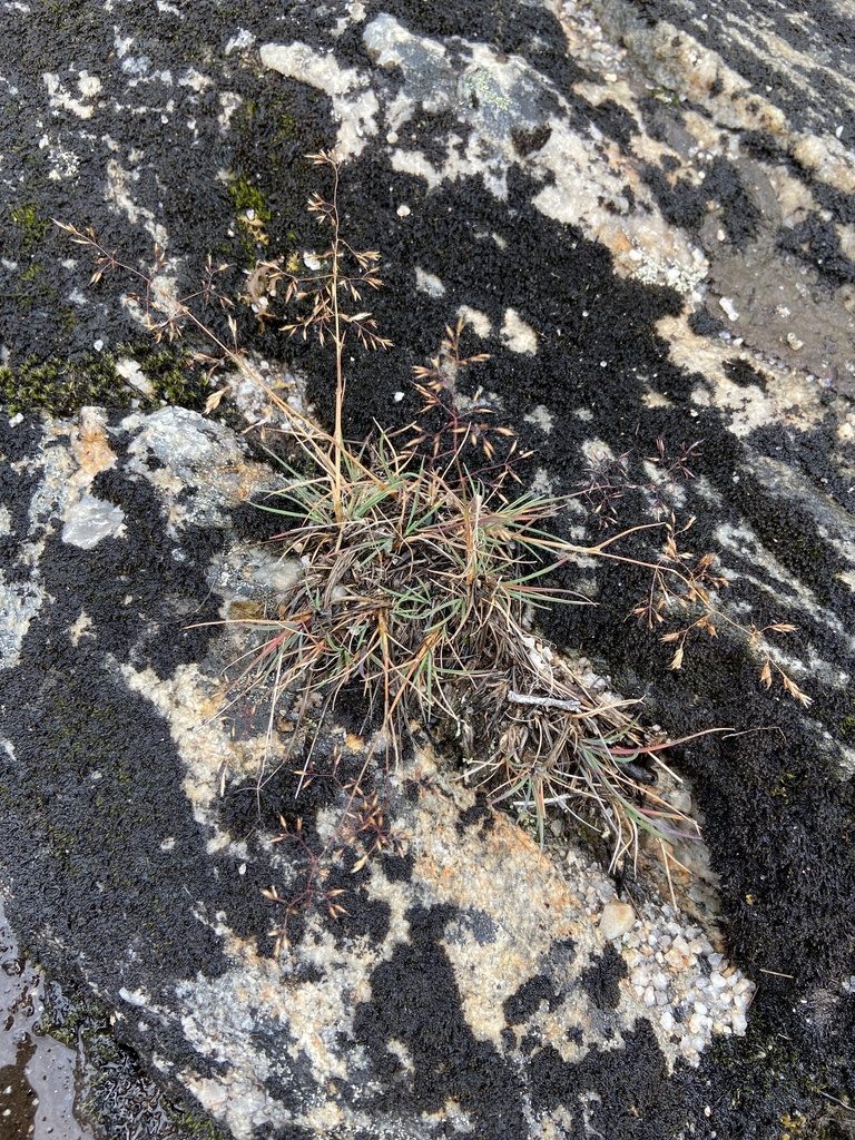 Agrostis mertensii, photographed by Ida B D Jacobsen