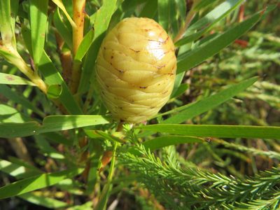 Leucadendron salicifolium, photographed by linkie