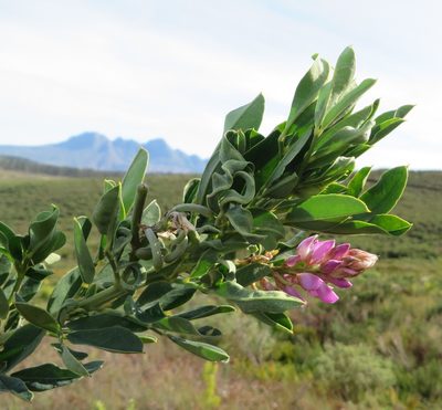 Indigofera cytisoides, photographed by linkie