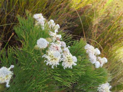 Serruria kraussii, photographed by linkie