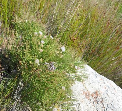 Serruria kraussii, photographed by linkie