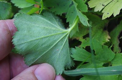 Alchemilla semilunaris, photographed by Георгий Виноградов (Georgy Vinogradov)