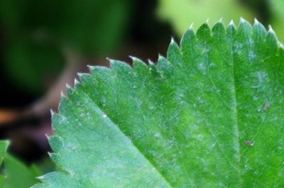 Alchemilla semilunaris, photographed by Георгий Виноградов (Georgy Vinogradov)