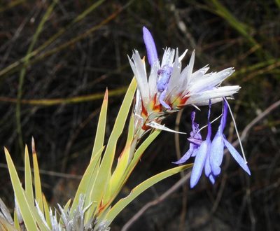 Nivenia inaequalis, photographed by Tony Rebelo