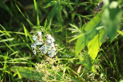 Achillea impatiens, photographed by Елена Радостева