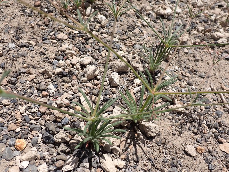 Oxytheca dendroidea, photographed by John Brew