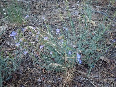 Penstemon laetus, photographed by John Brew