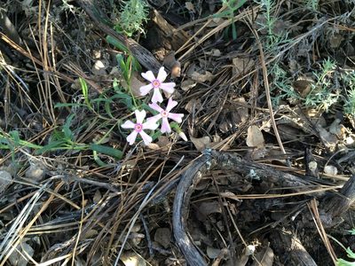 Phlox amabilis, photographed by Alan Prather