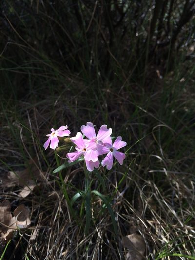 Phlox amabilis, photographed by Alan Prather