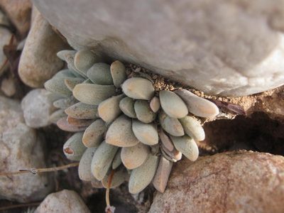 Crassula tecta, photographed by Di Turner