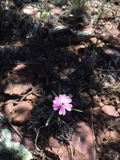 Phlox amabilis, photographed by Alan Prather