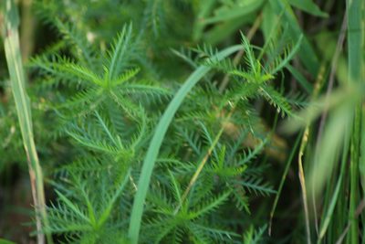 Achillea impatiens, photographed by Елена Радостева