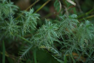 Achillea impatiens, photographed by Елена Радостева