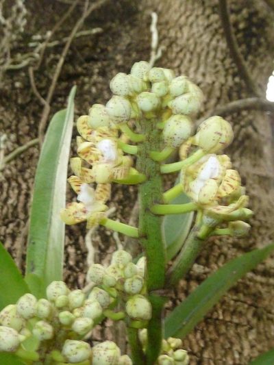 Acampe pachyglossa, photographed by Andrew Hankey