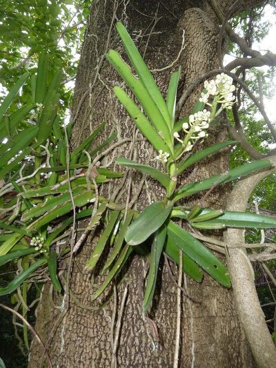 Acampe pachyglossa, photographed by Andrew Hankey