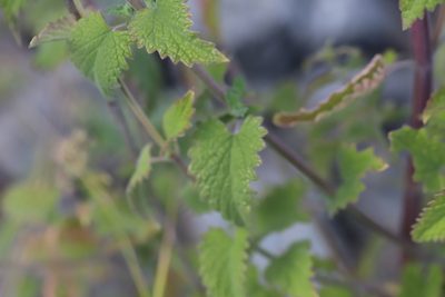 Nepeta cataria