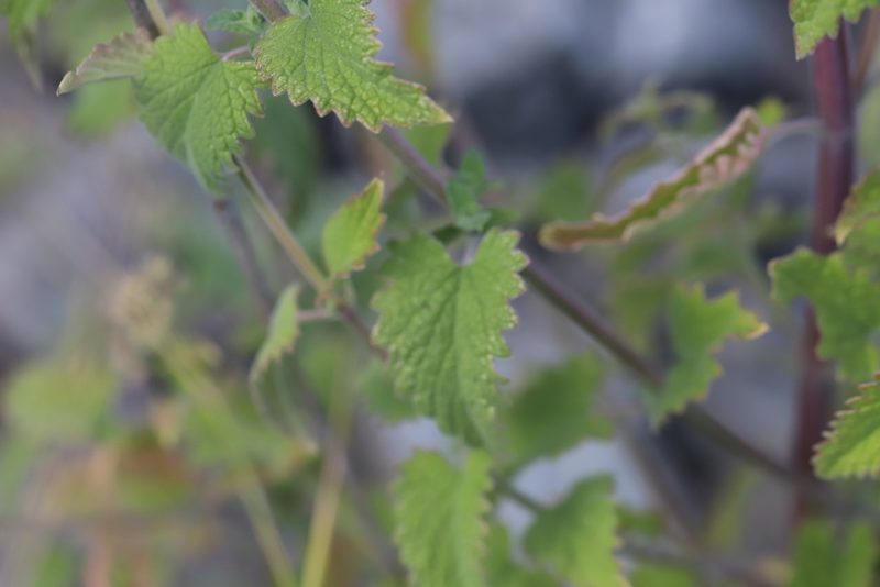 Nepeta cataria, photographed by Steven Bodzin