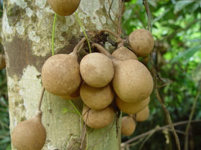 Stelechocarpus burahol, photographed by Cheongweei Gan