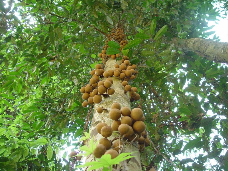 Stelechocarpus burahol, photographed by Cheongweei Gan