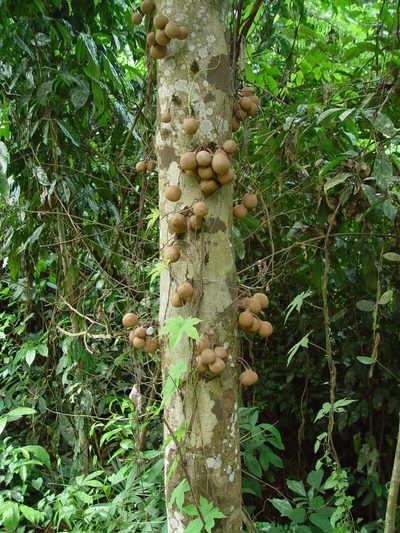 Stelechocarpus burahol, photographed by Cheongweei Gan
