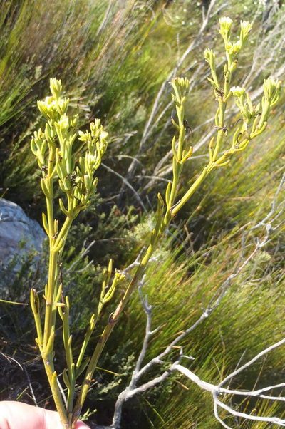 Thesium penicillatum, photographed by Nicola van Berkel