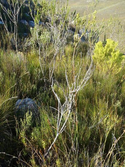Thesium penicillatum, photographed by Nicola van Berkel
