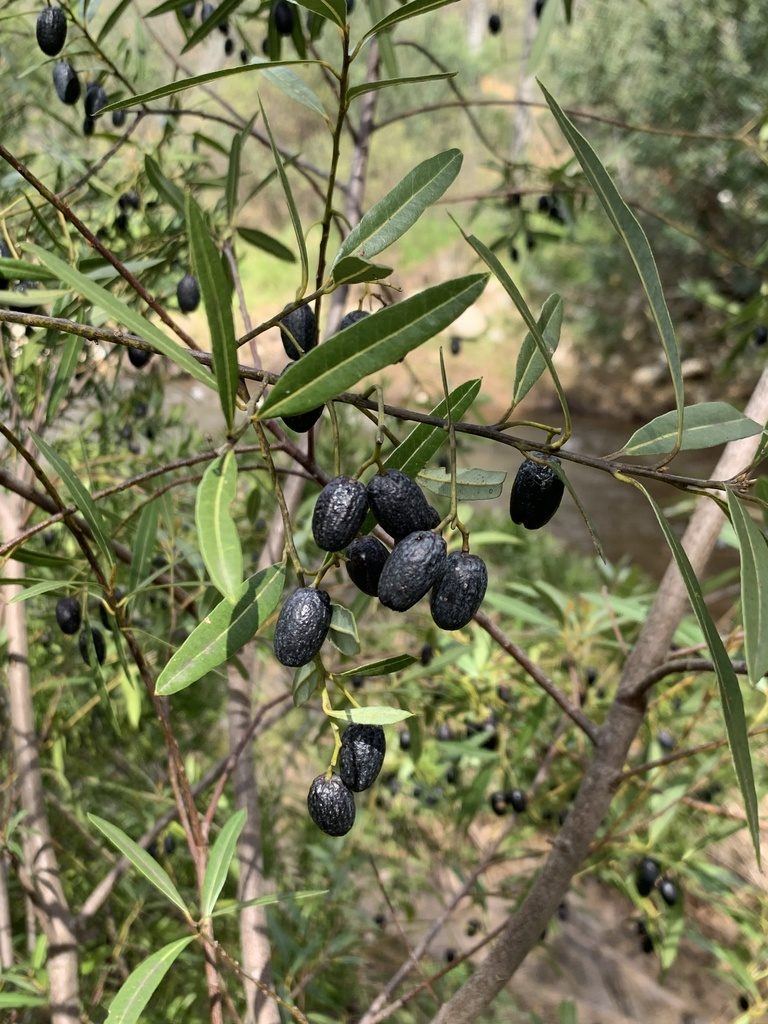 Cryptocarya angustifolia, photographed by Dave Richardson
