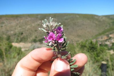Indigofera hispida, photographed by Brian du Preez