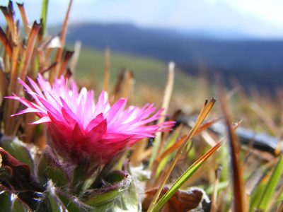 Helichrysum vernum, photographed by Robert Taylor
