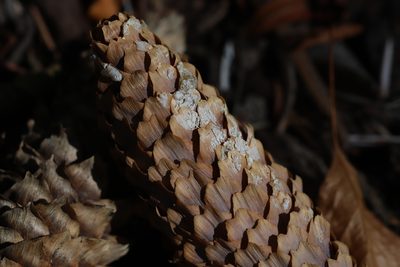 Picea engelmannii, photographed by Steven Bodzin