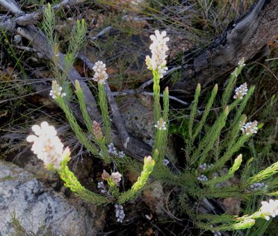 Spatalla barbigera, photographed by Di Turner