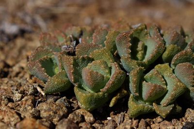 Stomatium bolusiae, photographed by Robert Taylor