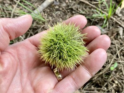 Castanea mollissima, photographed by Michael K. Oliver, Ph.D.