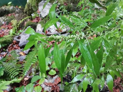 Parietaria officinalis, photographed by Ljaž