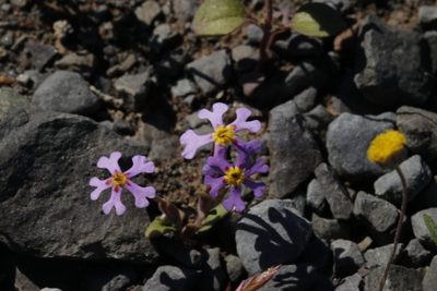 Zaluzianskya violacea, photographed by Karen Eichholz
