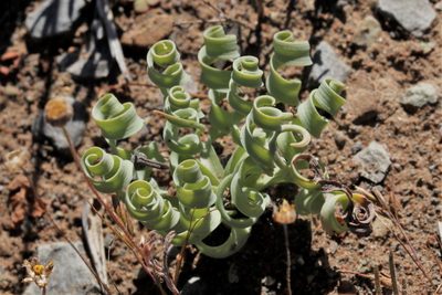Coilonox concordianum, photographed by Karen Eichholz