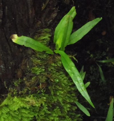 Lepisorus schraderi, photographed by Nicola van Berkel