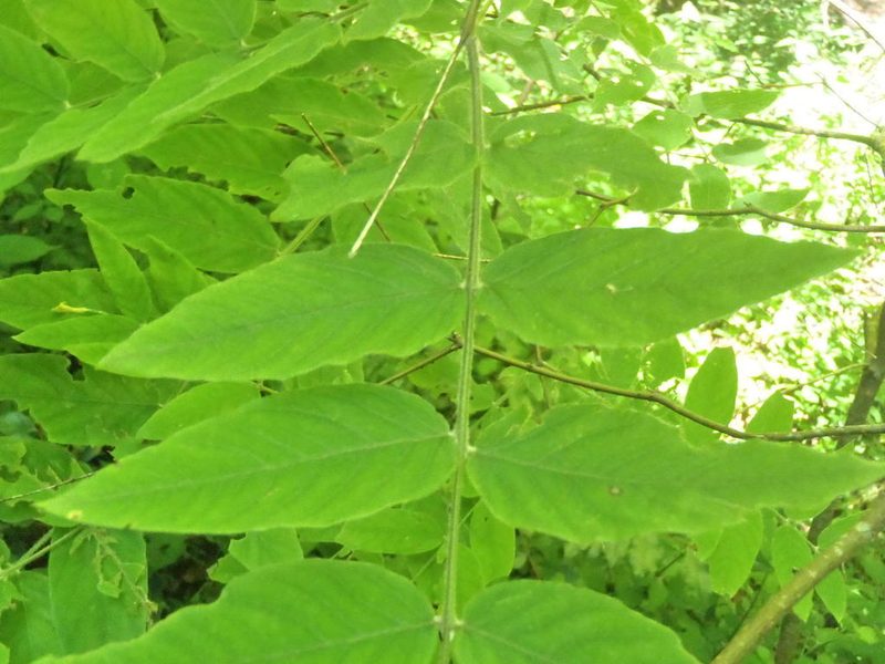 Englerodaphne ovalifolia, photographed by Nicola van Berkel