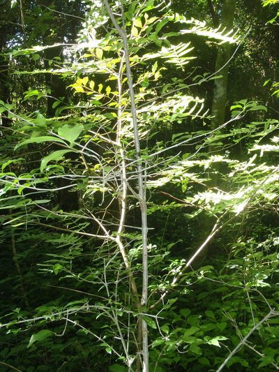Englerodaphne ovalifolia, photographed by Nicola van Berkel