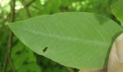 Englerodaphne ovalifolia, photographed by Nicola van Berkel