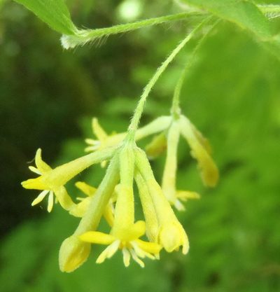 Englerodaphne ovalifolia, photographed by Nicola van Berkel