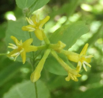 Englerodaphne ovalifolia, photographed by Nicola van Berkel