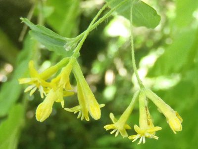 Englerodaphne ovalifolia, photographed by Nicola van Berkel